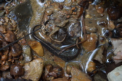 Desmognathus conanti