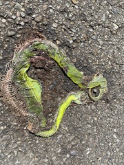 Trimeresurus stejnegeri