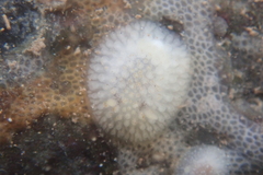 Onchidoris bilamellata