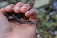 Regina septemvittata