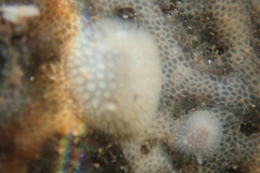 Acanthodoris pilosa