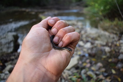 Regina septemvittata