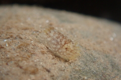 Onchidoris bilamellata