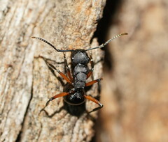 Polyrhachis femorata