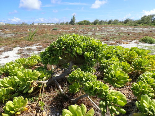 Scaevola taccada