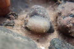 Acanthodoris pilosa