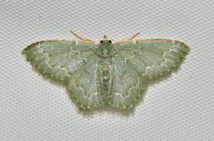 Chloropteryx