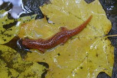 Pseudotriton ruber