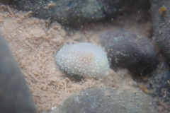 Acanthodoris pilosa