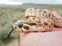 Heterodon nasicus