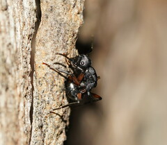 Polyrhachis femorata
