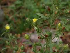 Dittrichia graveolens