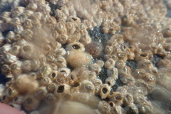 Onchidoris bilamellata