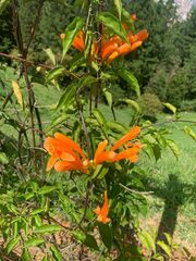 Pyrostegia