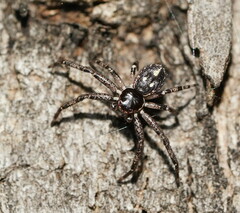 Tharpyna campestrata