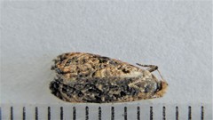 Endothenia hebesana