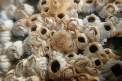 Onchidoris bilamellata