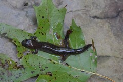 Desmognathus conanti