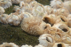 Onchidoris bilamellata