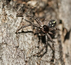 Tharpyna campestrata