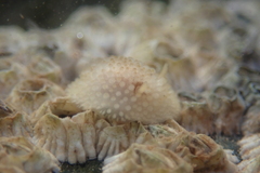 Onchidoris bilamellata