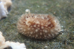 Onchidoris bilamellata