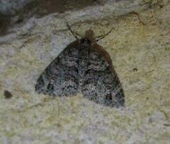 Hammaptera parinotata