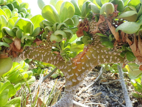 Scaevola taccada