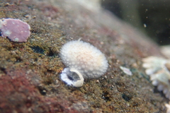 Onchidoris bilamellata