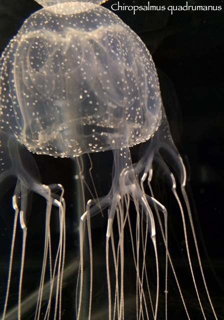 Four-handed Box Jelly (Chiropsalmus quadrumanus) · iNaturalist