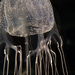 Four-handed Box Jelly - Photo (c) Jose Nunez, some rights reserved (CC BY-NC-ND), uploaded by Jose Nunez