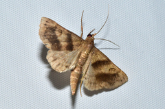 Melipotis cellaris