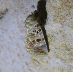 Diastema tigris