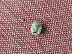 Pentatominae