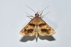 Melipotis cellaris