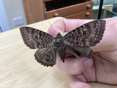 Speiredonia spectans