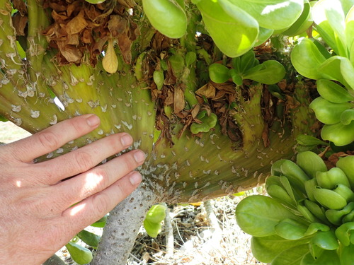 Scaevola taccada