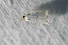 Argyria gonogramma
