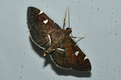 Lamprosema