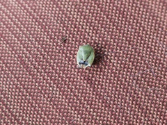 Pentatominae