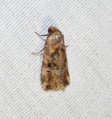 Elaphria chalcedonia