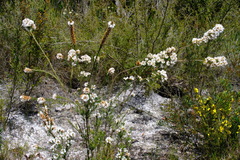 Epacris lanuginosa