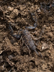 Hormurus waigiensis