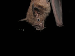 Greater Spear-Nosed Bat photo 5