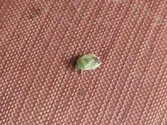 Pentatominae