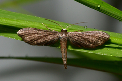 Protoproutia