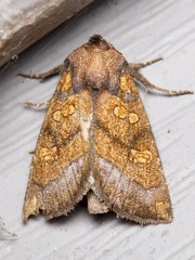 Papaipema impecuniosa