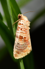 Diastema