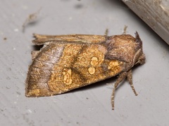 Papaipema impecuniosa