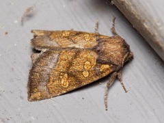 Papaipema impecuniosa